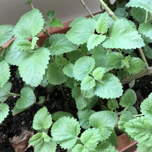 lemonBalm