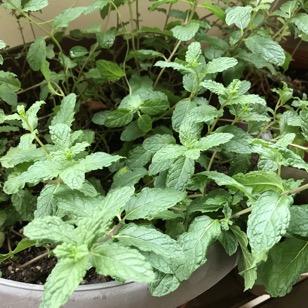 moroccanMint