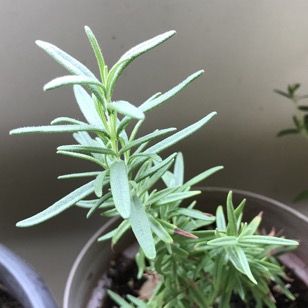rosemary