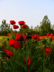 IMG_0833.JPG